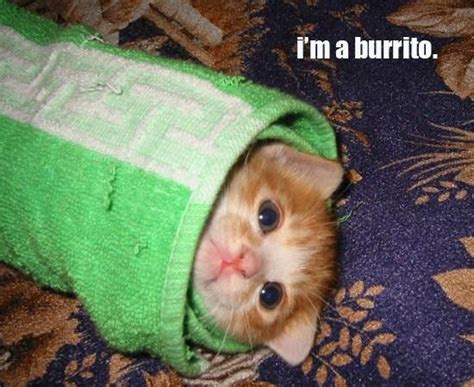 Im A Burrito Cute Funny Sweet And Sayings Pinterest