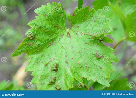 Canker And Anthracnose Grape Canker Dead Arm Eutypa Lata And