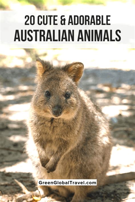 20 Weird And Cute Australian Animals Green Global Travel