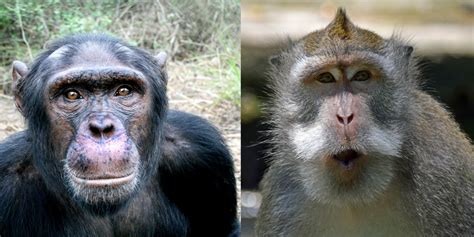 Is A Chimp A Monkey Jane Goodall Jane Goodall