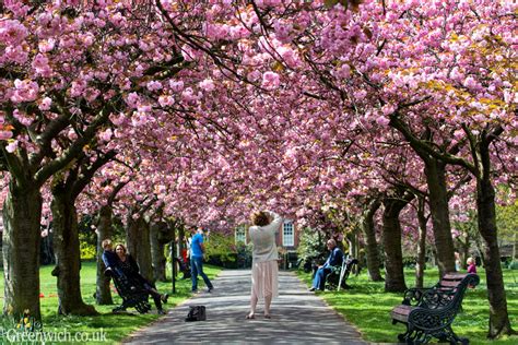 Greenwich Park Cherry Blossom Greenwich Forum Talk About Greenwich