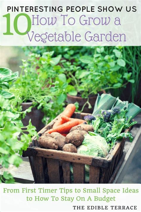 Learning how to grow a vegetable garden takes time and perserverance