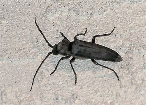 Flying Black Beetle What Kind Please See Remarks Below Thx Arhopalus