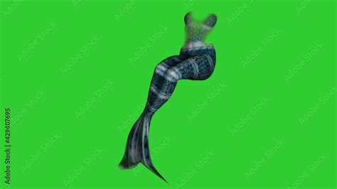 Mermaid Tail Green Screen Footage 3d Mermaid Blue Costume Flapping And
