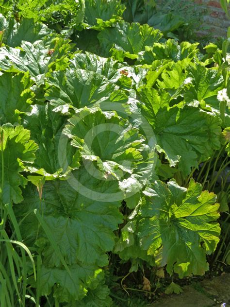 More images for darmera peltata buy » Darmera peltata | Umbrella Plant information & photos
