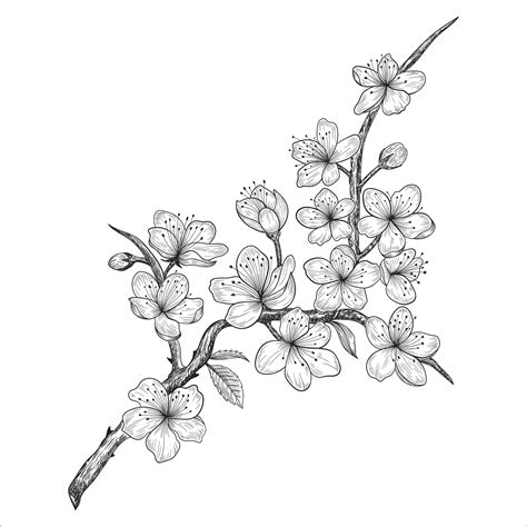 Hand Drawn Cherry Blossom Flowers And Leaves Drawing Isolated On White