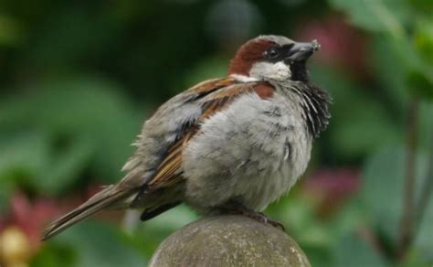 Bbc Nature House Sparrow Videos News And Facts
