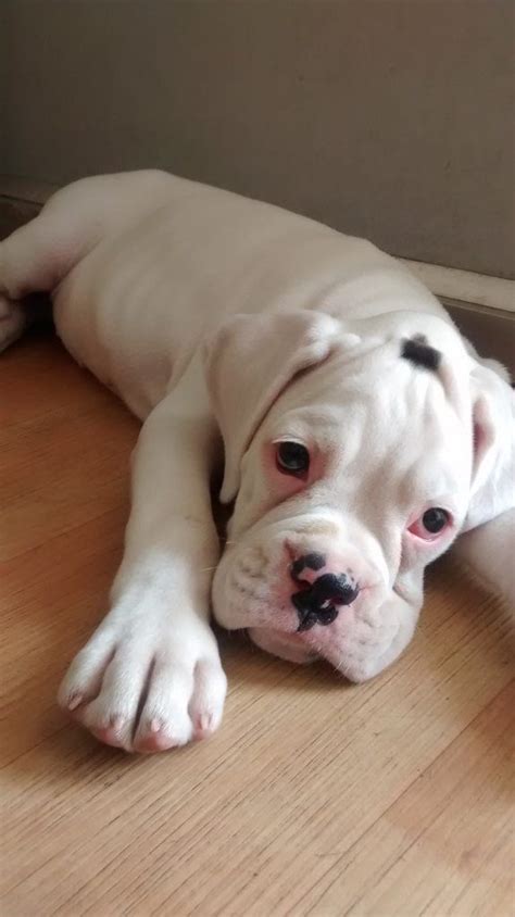 This White Boxer Pup I Saw Melted My Heart Boxer Puppies White