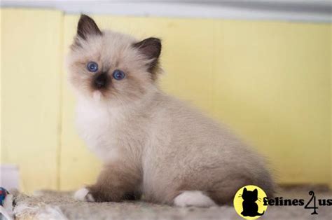 Siberian Kitten For Sale Hypoallergenic Siberian Kittens 9 Yrs And 11