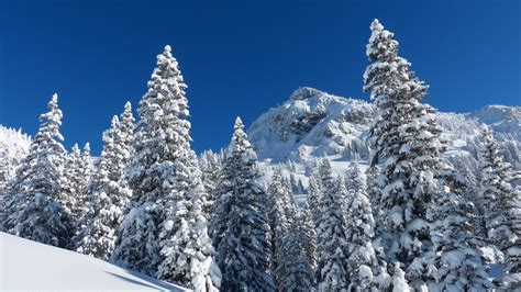 3840x2160 Resolution Snow Covered Trees During Daytime Hd Wallpaper