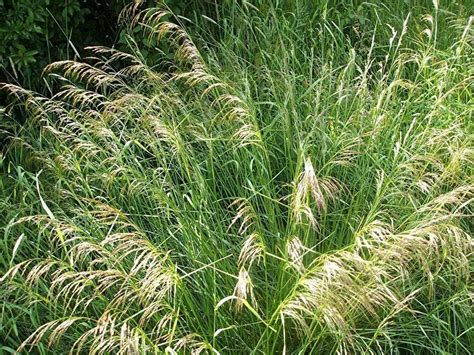 The Best Ornamental Grasses For Your Garden Ornamental Grasses
