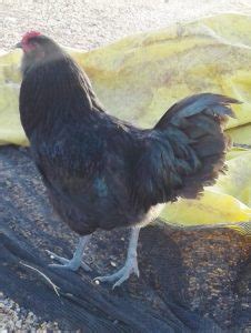 Black Ameraucana Chicks For Sale Cackle Hatchery