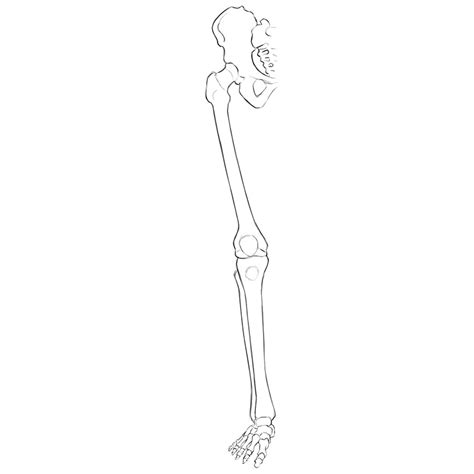 Lower Body Skeletal Anatomy Heres A Close Up On Our Lower Body Lower