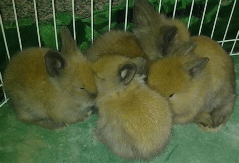We did not find results for: Baby Lionhead Bunnies For Sale So Cute And Friendly | USA ...