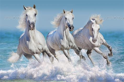 Wall Murals And Posters White Horses At The Beach Mca1055en