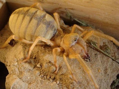 Camel Spiders (20 pics)