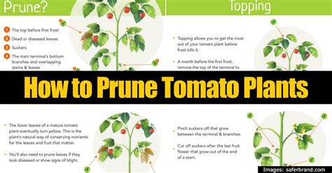 Pruning Tomato Plants How To Prune Tomatoes For Maximum