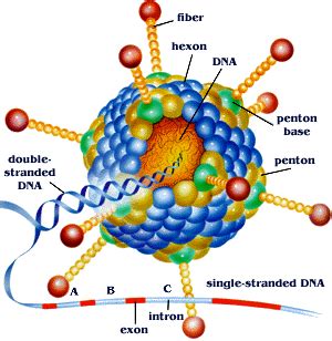 Viral Oncology - microbewiki
