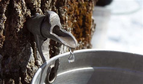 Tapping Water From Trees Hack Outdoors