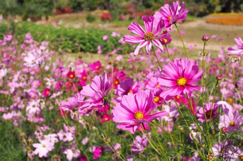 Lindas flores rosa cosmos florescendo em paisagens ...