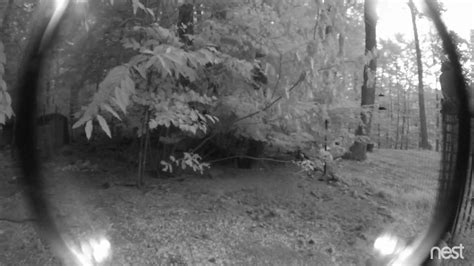 See u tube video as disher attacks a fox. The Anatomy of a Fisher Cat Attack - YouTube