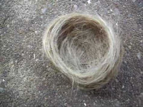 Check the baby bird's feathering. Bird's nest made of Hair - YouTube