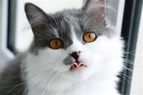 Unique Cat Names: Uncommon Cat Names for Your Quirky Feline in 2019