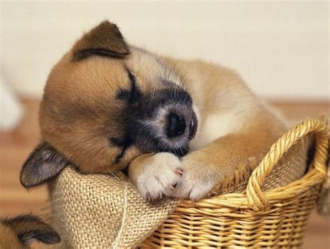 32 Cute Sleeping Puppies 32 Pics Amazing Creatures
