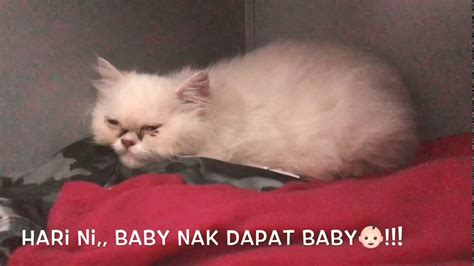 Mimpi yang dialami setiap orang pun beragam. Pernah tak tengok kucing beranak?? (BABY) - YouTube