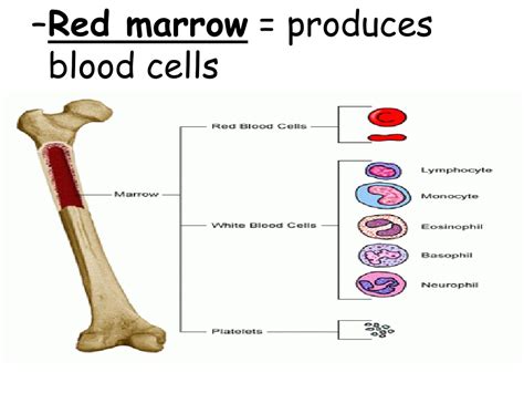 Blood Cells Formation Bone Marrow Produce Blood Cells