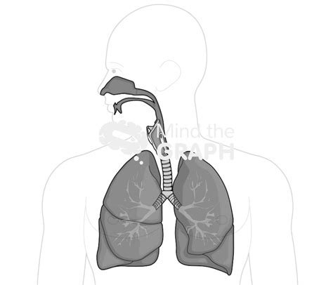 Respiratory System Diagram For Kids Unlabeled