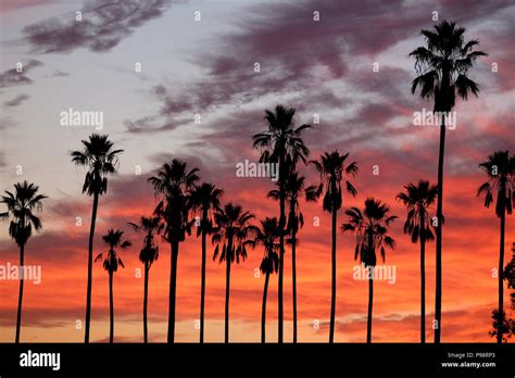 Sunset Silhouette Of Palm Trees Los Angeles Ca Stock Photo Alamy