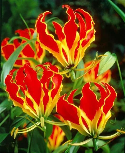 Flame Lily Gloriosa Lily Flores Incomuns Flores Bonitas Flor De