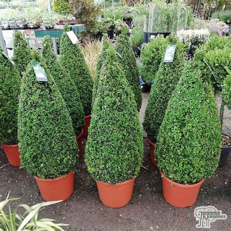 Buxus Sempervirensbig Bushy Evergreen Hedging Plants 25 Common Box 30