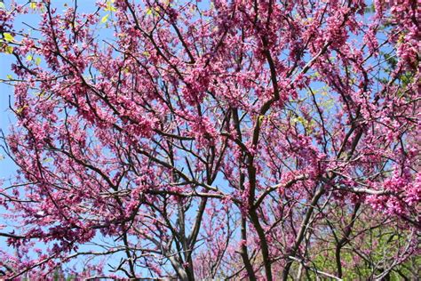 Check spelling or type a new query. Eastern Redbud Fall Color