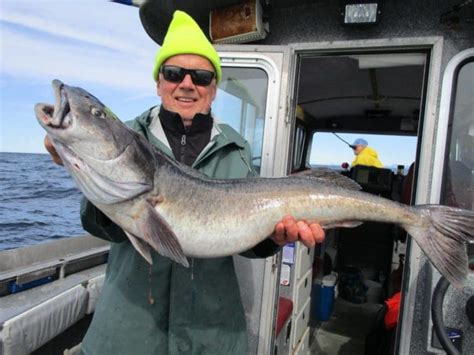 Black Cod Sablefish Alaska Fish Species Angling Unlimited
