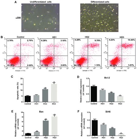 Glucose Promotes Podocyte Apoptosis In A Dose Dependent Manner A