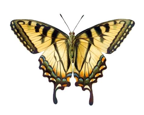 Butterflies Moth Vintage Art Free Stock Photo Public Domain Pictures