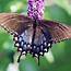 Spicebush Swallowtail Butterfly Photos  ThriftyFun