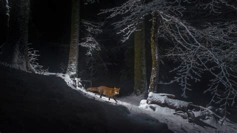 Swiss Fox Snow Bing Wallpaper Download