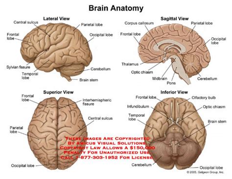 Labeled Pictures Of The Brain Labeled Pictures Of The Brain Brain
