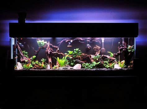 Pin By Naynay On Fish Tank Tropical Fish Tanks Aquarium Fish Tank