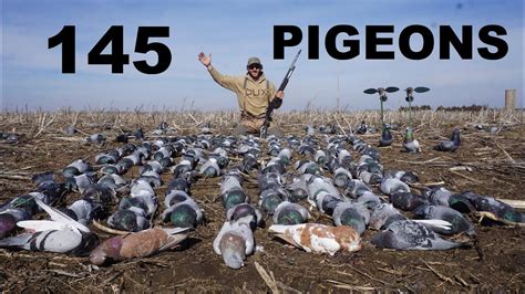 Shooting 145 Pigeons Epic Kansas Pigeon Hunting Youtube