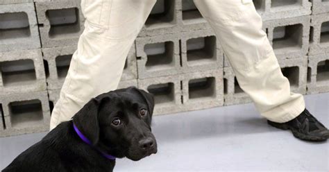 Semakan keputusan br1m 2017 status permohonan dan kemaskini. Lulu, a Failed CIA Bomb-Sniffing Dog, Becomes Twitter Meme