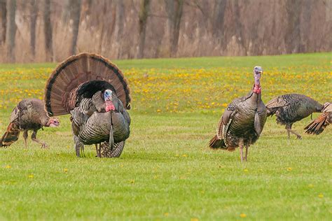 Wild Turkey Season In Maine Begins Today