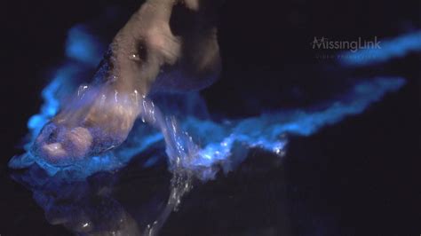 Mesmerising Bioluminescent Plankton Rare Footage Youtube