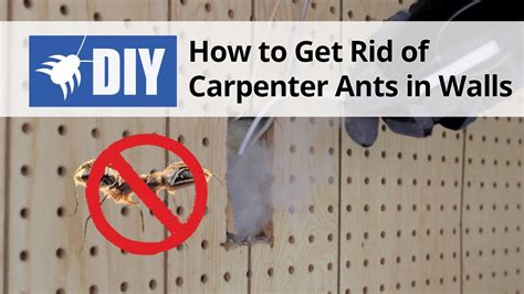 How To Get Rid Of Carpenter Ants In Walls Youtube