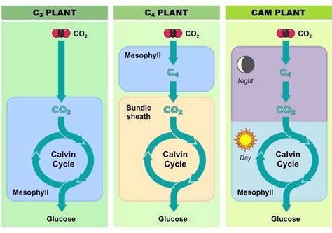 Plant cells are the basic unit and building blocks of life in organisms of the kingdom plantae. C3, C4 and CAM Plants | BioNinja in 2020 | Photosynthesis ...