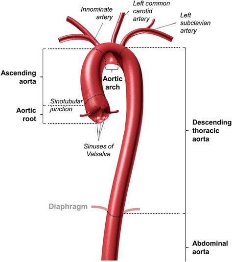 Thoracic Aorta Diagram