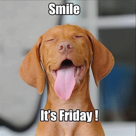 You know what rhymes with friday. Smile, it's Friday! Have a fantastic weekend! | Funny friday memes, Friday dog, Friday humor